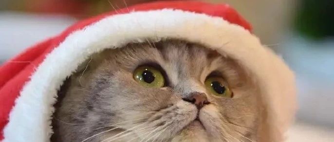 猫＆狗：圣诞快乐！网友：来，你说说，你有多快乐？